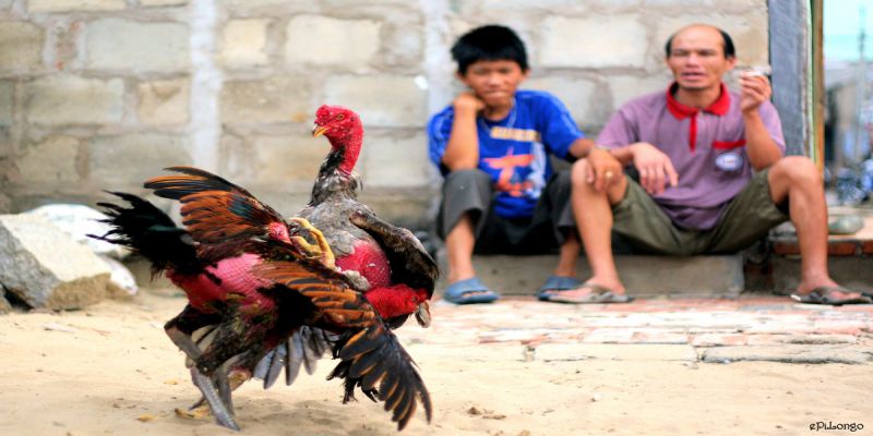 tiếng lóng trong đá gà