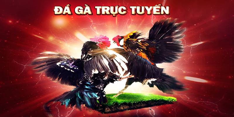 da ga thomo - Tại sao nên xem đá gà bình luận trực tiếp Thomo?