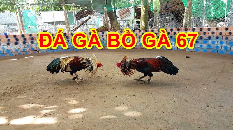 đá gà trực tuyến 67