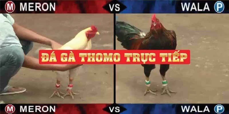 xem da ga binh luan truc tiep thomo - Tại sao nên xem đá gà bình luận trực tiếp Thomo?