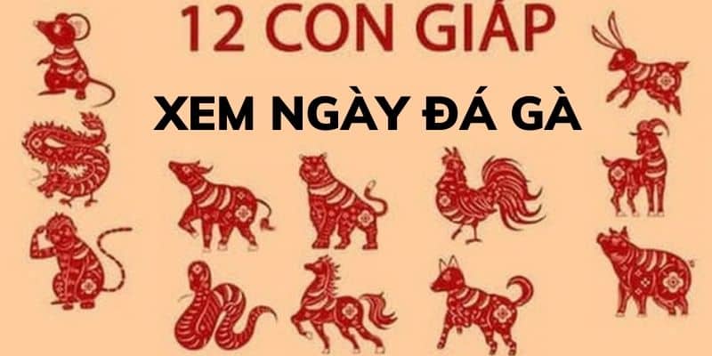 coi ngày đá gà 12 con giáp