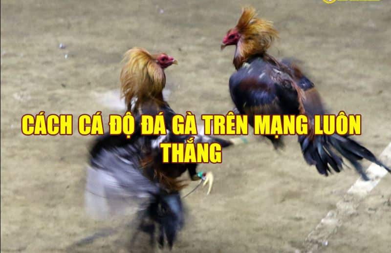 cách thắng đá gà