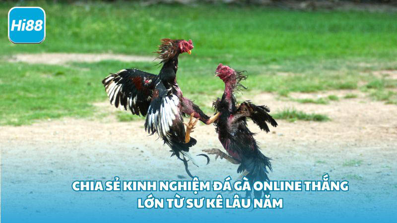 Kinh Nghiệm Đá Gà Online